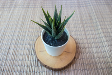 Artificial small tree in white pot on wooden trunk holder