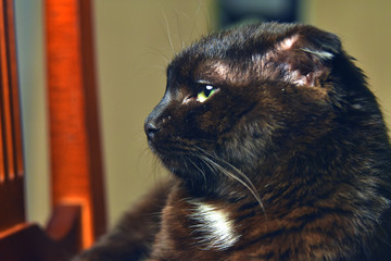the cat seriously looks into the distance, brown color