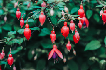 red flowers blooming on branch