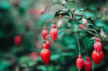 red flowers of viburnum on branch