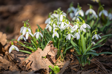 Galanthus or snowdrop