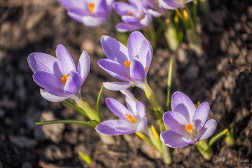Flowers purple crocus on flowerbed