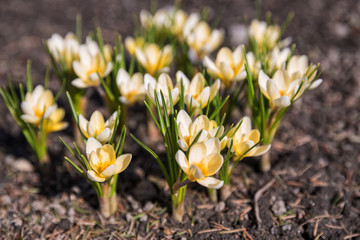 Flowers yellow crocus in early spring