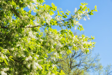 Fototapeta premium Blooming bird cherry
