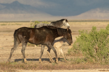 Wild Horse Mare and Foal in Utah