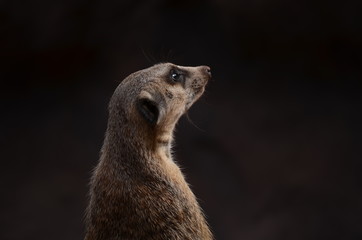 Fototapeta premium An alert meerkat sentinel on a blurred background