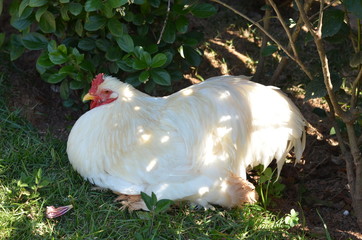 White chicken resting in the shade