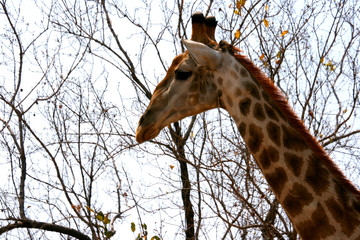 Head shot of a giraffe