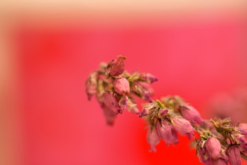 Fototapeta romantyczne ujęcia kwiatków obraz