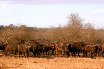 Herd of buffalo in Africa