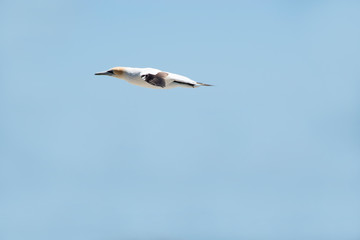 Australian Dolt in the air