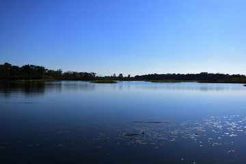 reflection of trees in water