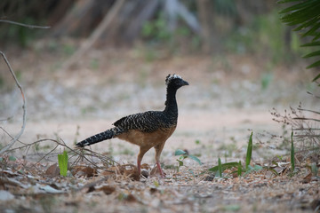 Bare faced Curassow, in a jungle environment, Pantanal Brazil