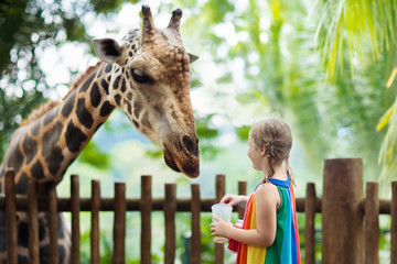 Kids feed giraffe at zoo. Children at safari park. - obrazy, fototapety, plakaty