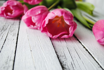 Pink tulips on a white wooden background
