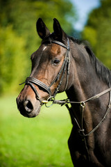 Fototapeta premium Brown warm blood horse with bridle