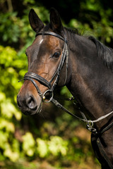 Obraz premium Brown warm blood horse with bridle