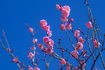 梅の花と青空