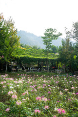 culture de fleurs Taïlande
