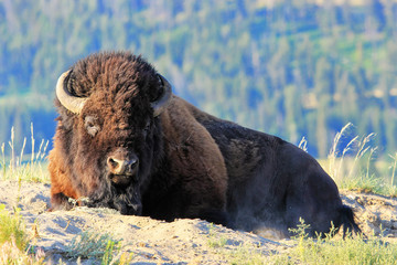 Bison mâle couché dans la poussière, le Parc National de Yellowstone, Wyoming