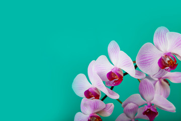 Beautiful pink orchid closeup.