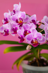 Obraz na płótnie Canvas Beautiful pink orchid in a pot.