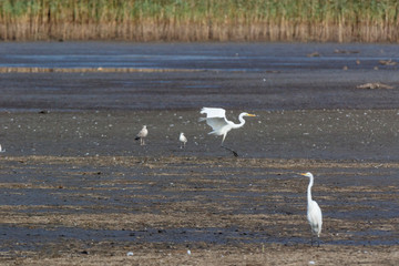 Great White Egret (Egretta alba, Casmerodius albus).