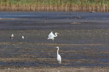 Great White Egret (Egretta alba, Casmerodius albus).