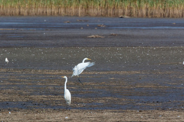 Great White Egret (Egretta alba, Casmerodius albus).