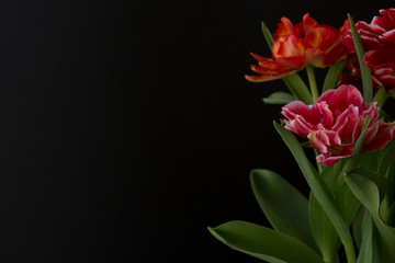 Colorful tulips on a black background, suitable for postcards, posters, smartphone and desktop backgrounds