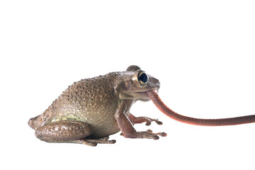 Cuban Treefrog (Osteopilus septentrionalis) caught an earthworm and he sticks out of her mouth.  Isolated on white background
