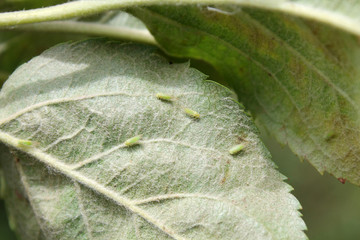Adult Cacopsylla mali (syn. Psylla mali) or Apple Sucker on green leaf of apple tree (Malus...