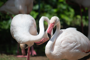 Flamingo or flamingo is a species of bird in the Phoenix family. Red Flamingos