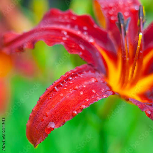 Close Up View On A Fragment Of Red Daylily Flower With