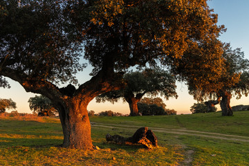 Sunset landscape in the dehesa de Arroyo de Luz. Extremadura. Spain.