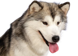 Alaskan Malamute dog on Isolated White Background in studio
