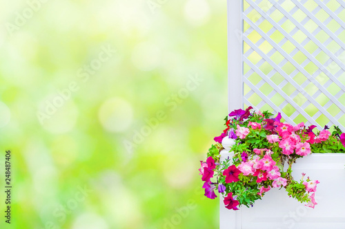 White Decorative Lattice For Plant With Pink Petunias