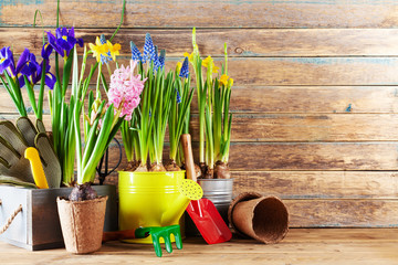 Gardening tools and seedling of spring flowers for planting on flowerbed in the garden. Horticulture concept. Clean space for text.