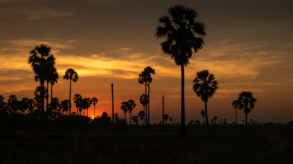 Colorful sunset pictures with shiny palm trees in front