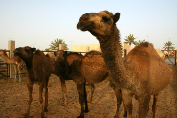Desert Gems: Exploring the Beauty of Saudi Arabian Camels at the Camel Market