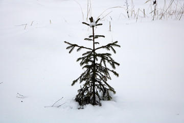 little fir-tree