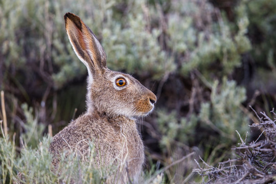 A Jack Rabbit Portrait