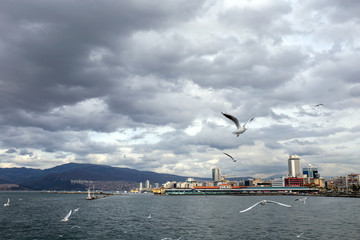 Fototapeta na wymiar Seagull on the pier. Izmir, Turkey.