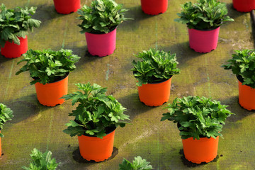 Fototapeta na wymiar rows of flower pot