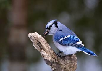 Blue Jay