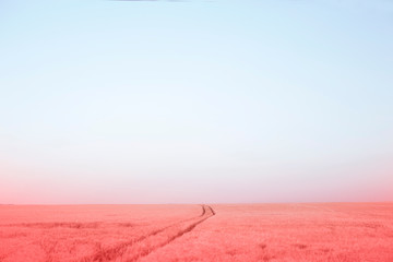 Obraz premium Color live coral trend 2019. Water