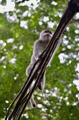 Monkey in the Jungle