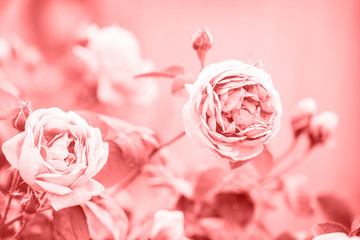 flowers, herbs, branches and leaves. Color of the year 2019