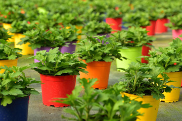 rows of flower pot