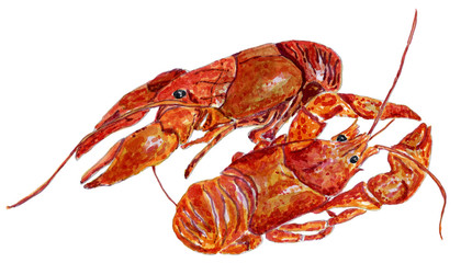 Hand drawn watercolor illustration of red boiled prawn, isolated on white background. Cooked tiger shrimp. Seafood ingredient.